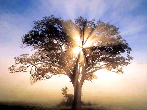 Slnečný strom