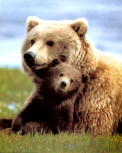 Medvedica s mladým